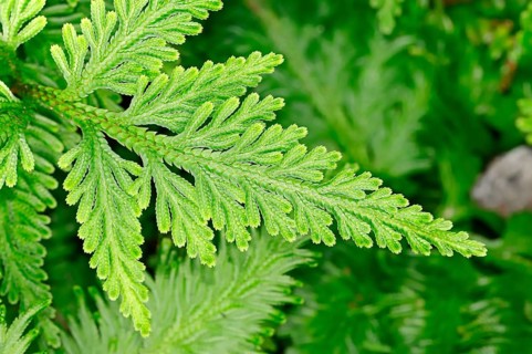 Club moss