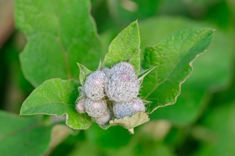 Felt burdock