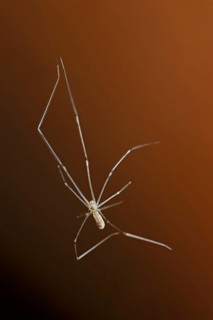 Daddy Long-legs Spider