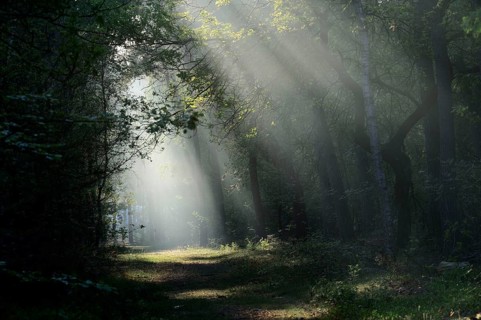 Sunbeams in the morning mist