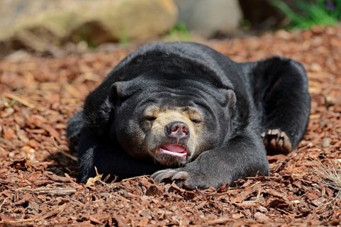 Sun bear