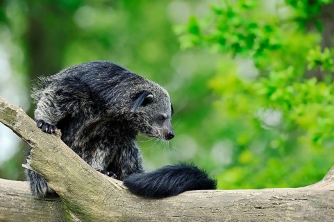 Binturong
