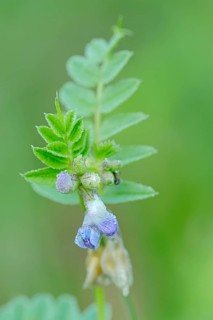 Bush Vetch