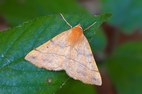 Feathered Thorn