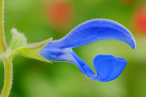 Gentian Sage