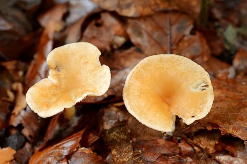 Tawny Funnel Cap