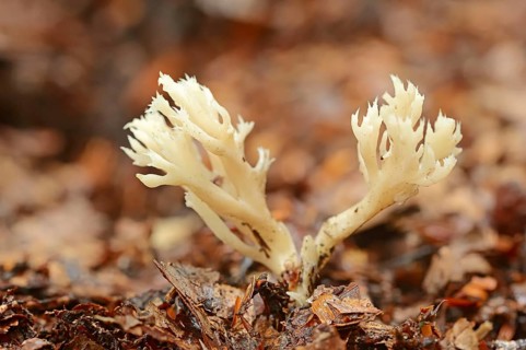 Crested Coral