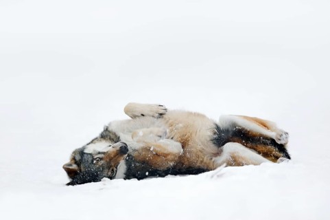 European gray wolf