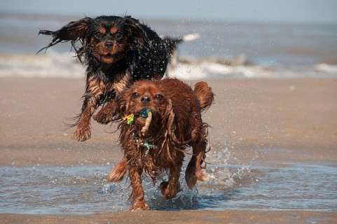 Cavalier King Charles Spaniel