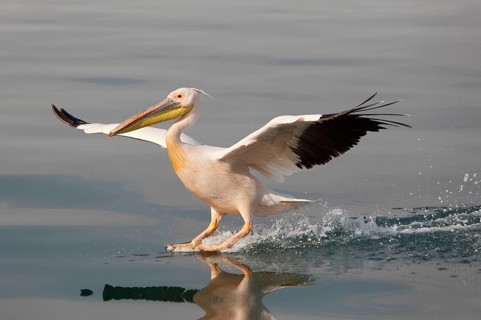 Great White Pelican