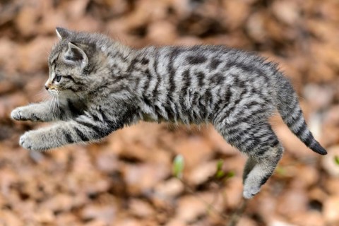 European Wildcat
