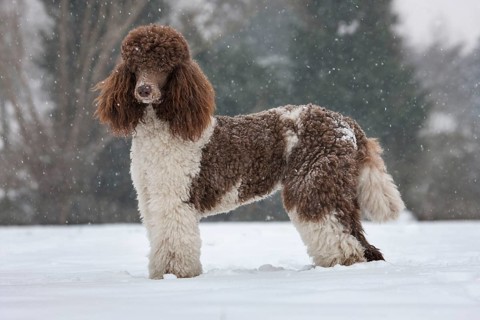 Large Poodle