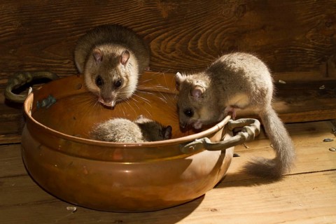 Edible dormouse