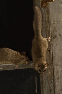 Edible dormouse