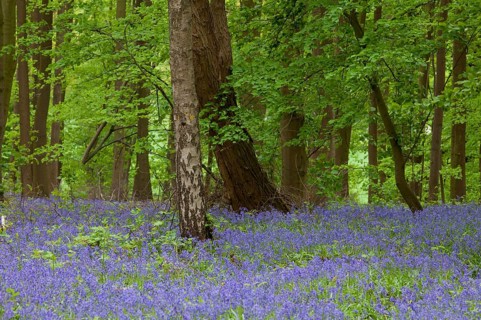 Bluebell in the blue forest near Hueckelhoven
