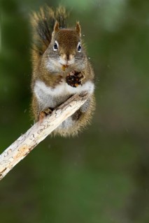 Red squirrel eating spruce cone