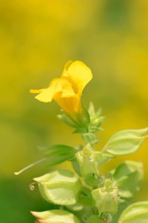 Yellow Gauklerblume