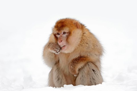Barbary macaque