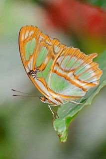 Malachite butterfly