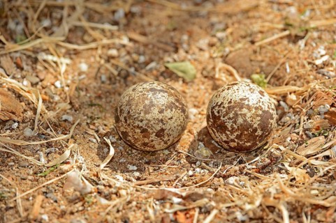 Spotted Thick-knee