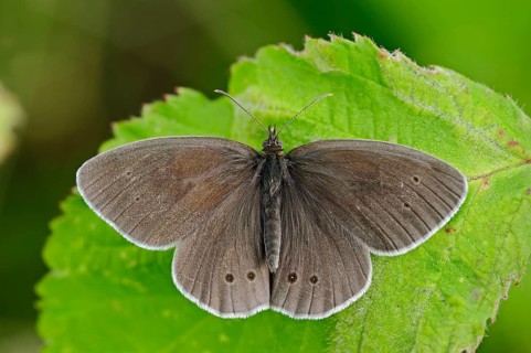 Ringlet