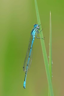Male