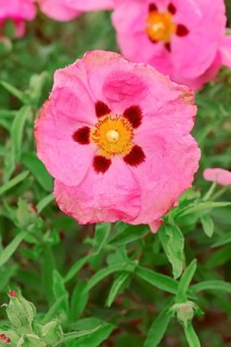 Orchid Rockrose