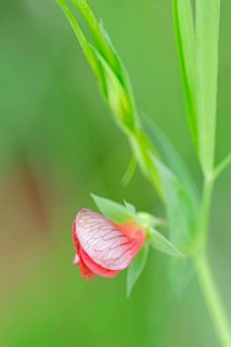 Narrow-leaved Red Vetchling