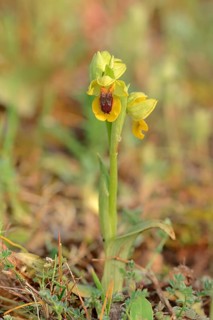 Yellow Ophrys