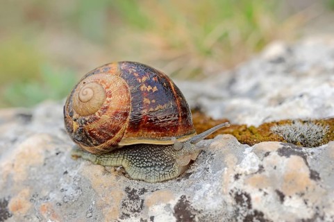 Cornu aspersum)