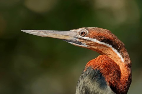 African Darter