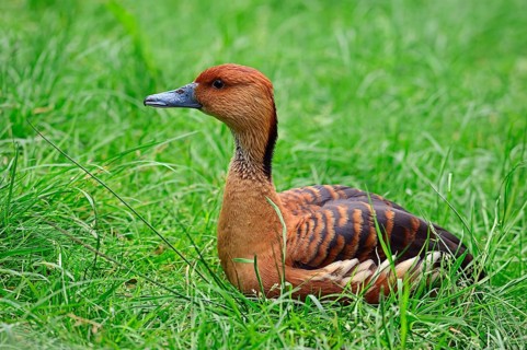 Fulvous Whistling Duck