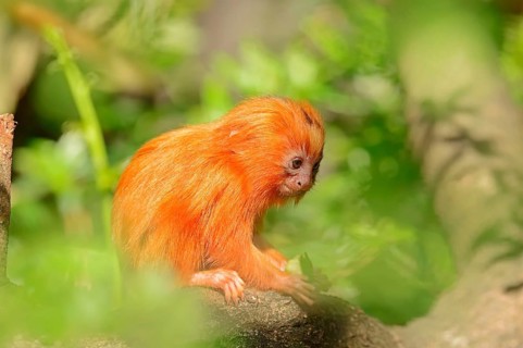 Young Golden Lion Tamarin