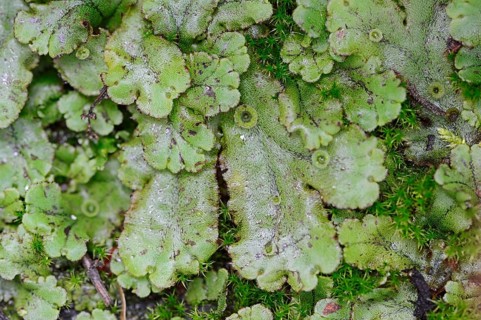 Common Liverwort