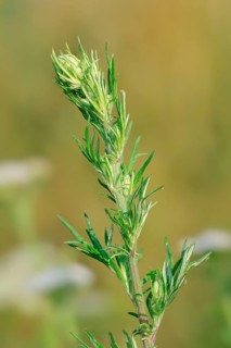 Common Mugwort