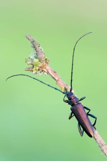 Musk beetle