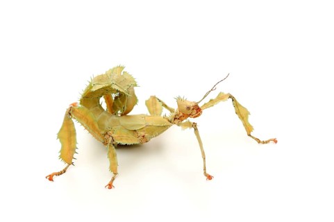 Giant prickly stick insect