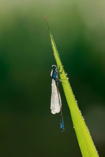 Blue-tailed damselfly
