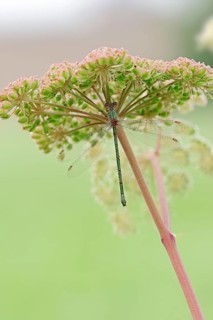 Willow Emerald Damselfly
