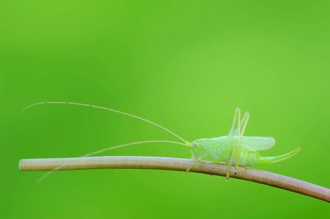 Ak Bush-cricket