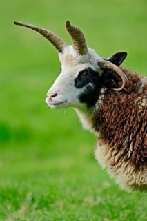 Jacob sheep