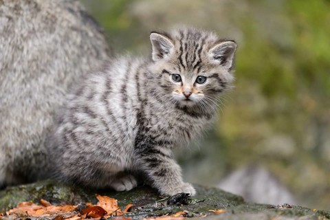 European Wildcat