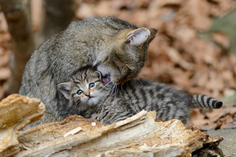 European Wildcat