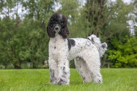 Large poodle
