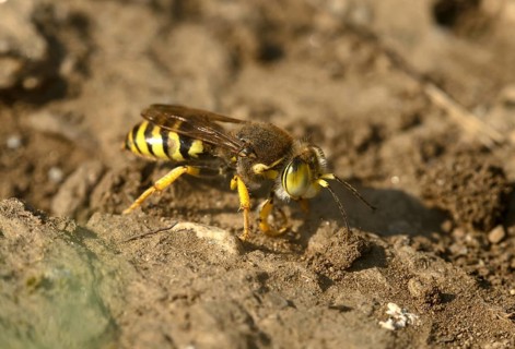 Gyroscopic wasp