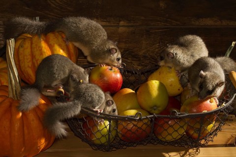 Edible dormouse