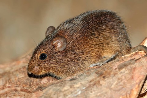 Hispid Cotton Rat
