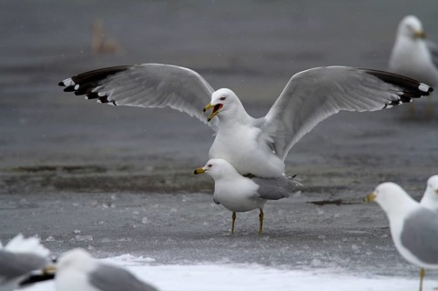 Ring-billed gulls