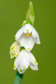 Summer knotflower