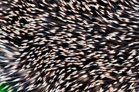 European Hedgehog